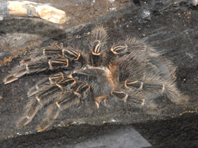 Фото Птицеед Лазиодора