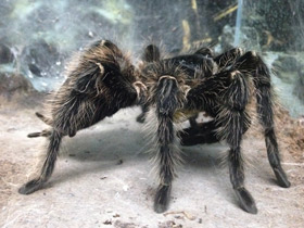 Фото Большой розовый птицеед