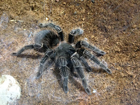 Фото Большой розовый птицеед