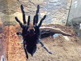 Фото Большой розовый птицеед