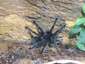 Фото Большой розовый птицеед