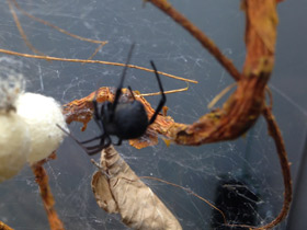 Фото Каракурт