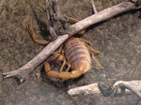 Фото Омдурманский скорпион