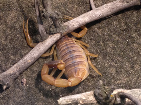 Фото Омдурманский скорпион