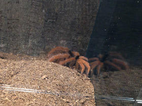 Смотреть фото Колумбийский красноногий птицеед Фото Колумбийский красноногий птицеед