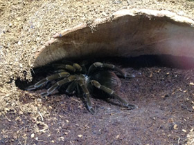 Фото Чёрный памфобебеус