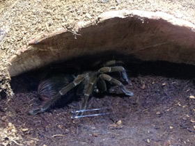 Фото Чёрный памфобебеус