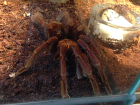 Фото Сизый памфобебеус