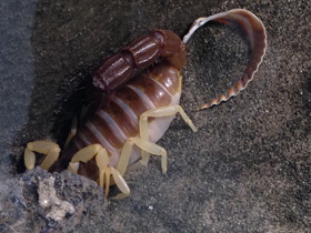 Смотреть фото Желтоногий парабутус Фото Желтоногий парабутус