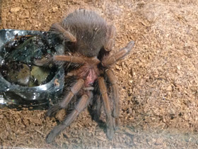 Фото Доминиканский птицеед