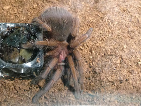 Фото Доминиканский птицеед