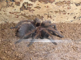 Фото Доминиканский птицеед