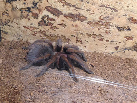 Фото Доминиканский птицеед