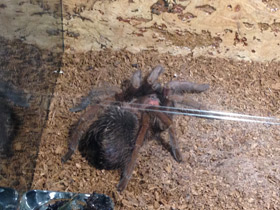 Фото Доминиканский птицеед