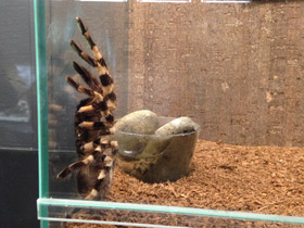 Фото Тигровая пецилотерия