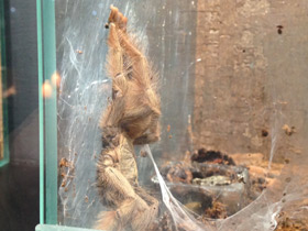 Фото Панамский псалмопеус