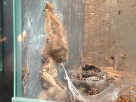 Фото Панамский псалмопеус