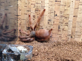 Фото Большой тап