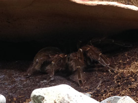 Фото Птицеед-голиаф