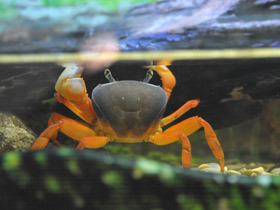 Смотреть фото Радужный краб Фото Радужный краб