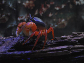 Смотреть фото Радужный краб Фото Радужный краб