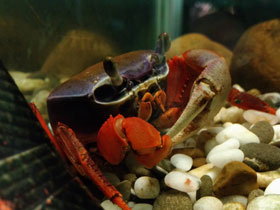 Смотреть фото Радужный краб Фото Радужный краб
