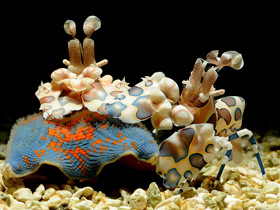 Пятнистая креветка-арлекин