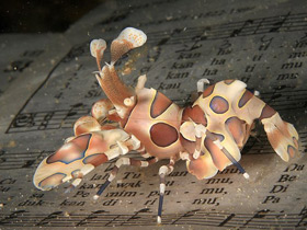 Смотреть фото Пятнистая креветка-арлекин Фото Пятнистая креветка-арлекин