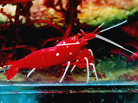 Фото Креветка-доктор кардинал