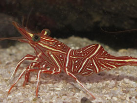 Смотреть фото Креветка-верблюд Фото Креветка-верблюд