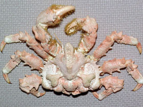 Смотреть фото Краб Дерюгина Фото Краб Дерюгина