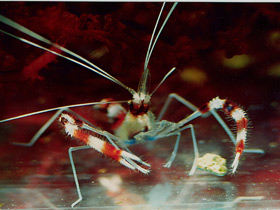 Поясковая креветка-боксер