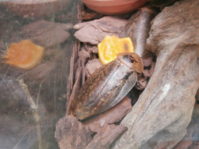 Смотреть фото Таракан архимандрит Фото Таракан архимандрит