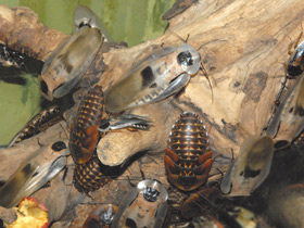 Смотреть фото Гигантский таракан Фото Гигантский таракан