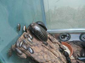 Смотреть фото Таракан принцисия Фото Таракан принцисия