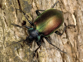 Фото Красотел пахучий