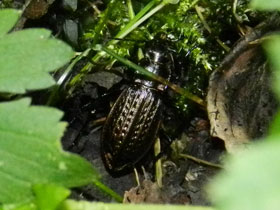 Смотреть фото Жужелица Менетрие Фото Жужелица Менетрие