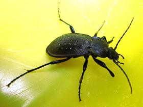 Жужелица дубравная