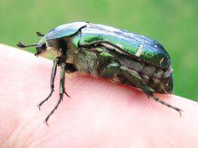 Фото Бронзовка золотистая