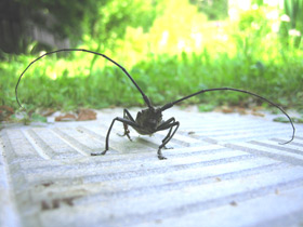 Фото Большой черный еловый усач