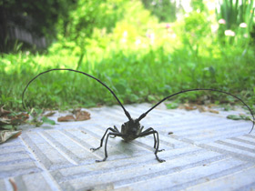 Фото Большой черный еловый усач