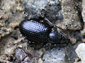 Фото Морщинистый скосарь