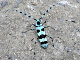 Фото Усач небесный