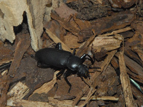 Фото Жук-чернотелка зофобас