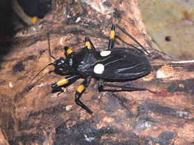 Фото Двупятнистый клоп-хищнец