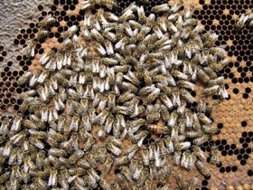 Фото Медоносная пчела