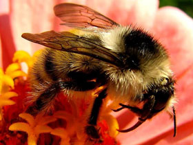 Фото Необыкновенный шмель