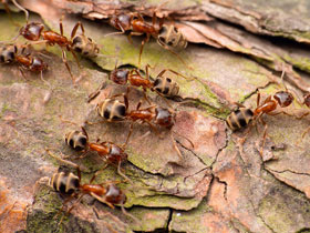 Фото Восточный лиометопум