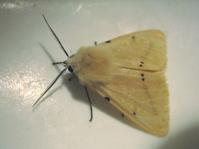 Фото Жёлтая медведица