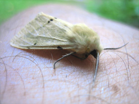 Фото Жёлтая медведица